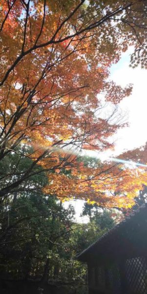京都の紅葉4